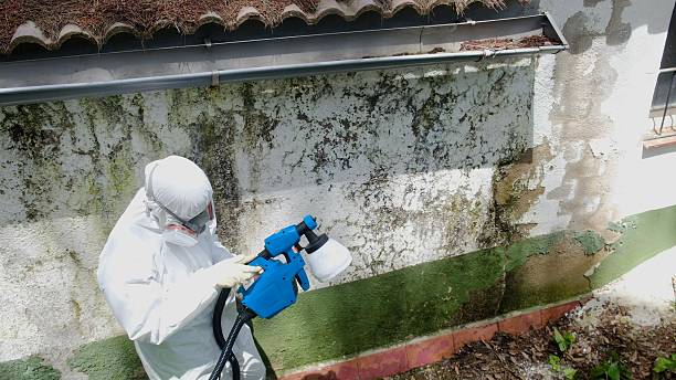 Top rated local Basement Mold Removal specialists in Lewistown, IL
